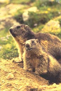 Marmota - Svizec